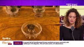 La vente de fleurs et feuilles de CBD interdite: "Ca représente entre 50 et 60% de notre chiffre d'affaires", déplore une commerçante