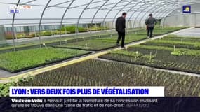 Lyon: la Ville lance un grand plan de végétalisation
