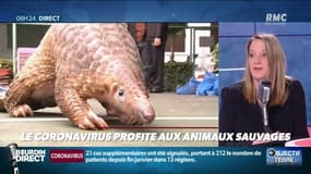 Le Coronavirus profite aux animaux sauvages