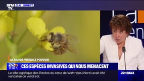 Espèces envahissantes, les chiffres alarmants - 04/09