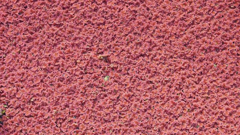 La plante Azolla filiculoides (photo d'illustration);