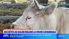 Salon de l'élevage à Manosque: des bêtes sur place malgré la menace de la fièvre catarrhale