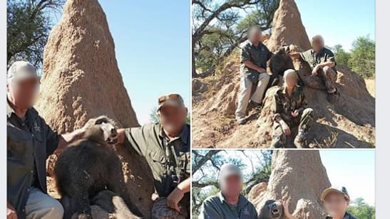SafariFaure2flou.png