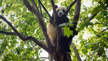 Un panda dans le centre de reproduction et de conservation du panda géant de Chengdu (Sichuan), en Chine, le 9 septembre 2016.