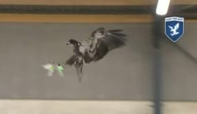 La police néerlandaise adopte des aigles pour capturer des drones.