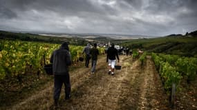 Les ouvriers viticoles sont devenus le 5 profil saisonnier le plus recherché des recruteurs en 2020. 