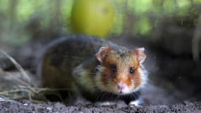 Le grand hamster d'Alsace, mammifère emblématique de cette région va bénéficier d'un programme de préservation.
