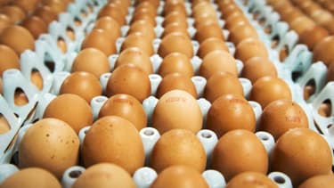 Oeufs (Photo d'illustration).