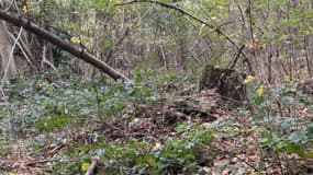 Des arbres et des branches ont été déracinées dans la forêt de Meudon après le passage de la tempête Ciaran.