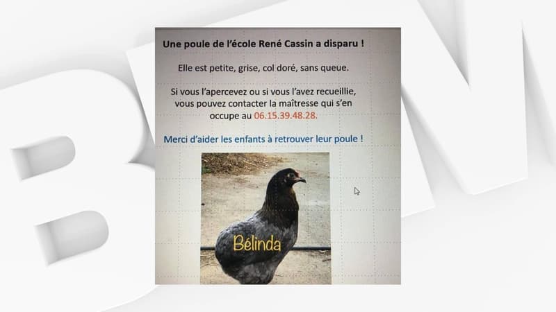 La Ville de Nice a offert une poulette à l'école de René Cassin à l'Ariane. Mais celle-ci a disparu. 