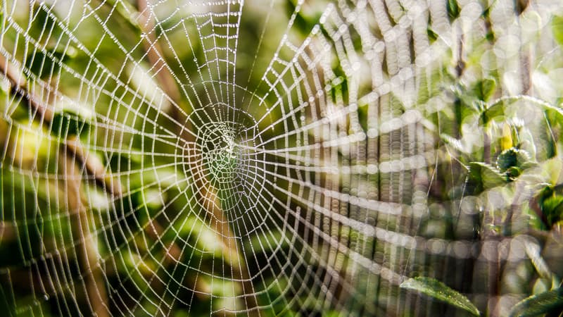 La morsure de la Recluse brune, une petite araignée peut provoquer une nécrose des chairs. 