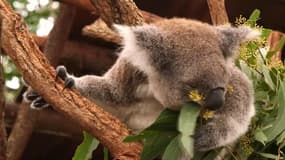 Pour sauver le koala, l’Australie prévoit près de 30 millions d’euros