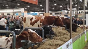 Des vaches de race Saosnoise lors de la 61ème édition du Salon de l'agriculture, le 25 février 2025 à Paris.