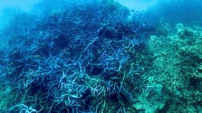 Blanchissement de corail sur la Grande Barrière d'Australie, le 7 mars 2022 