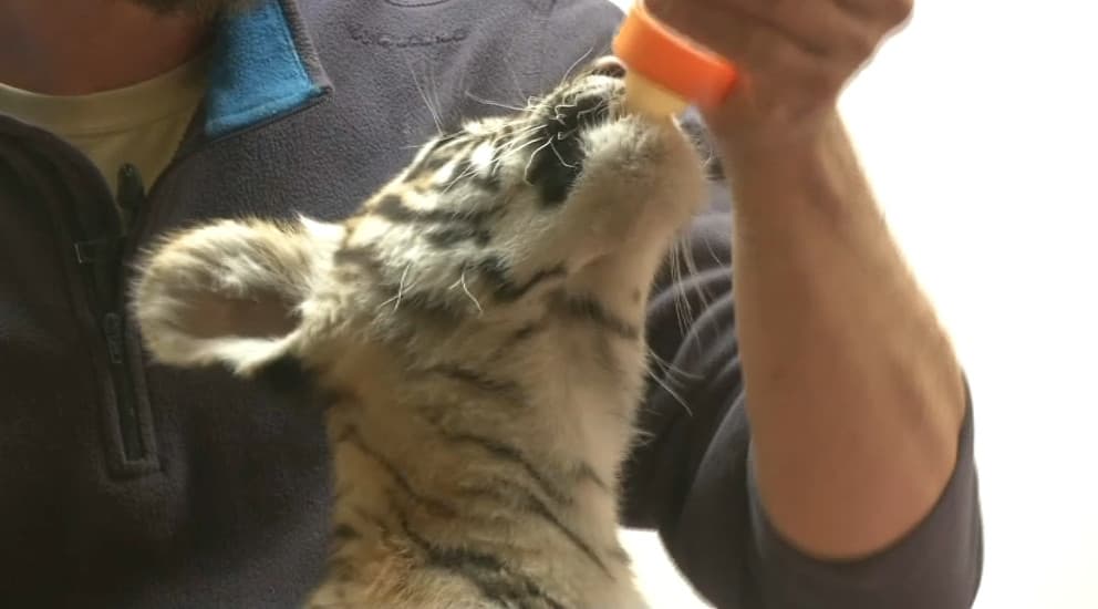 Amaigri lorsqu'il a été retrouvé, le petit tigre est à présent choyé Amaigri lorsqu'il a été retrouvé, le petit tigre est à présent choyé