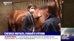 Chevaux mutilés: les gendarmes encouragent les éleveurs à redoubler de vigilance