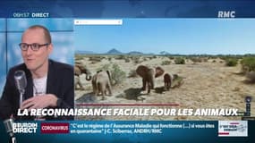 La chronique d'Anthony Morel : La reconnaissance faciale pour les animaux - 28/02