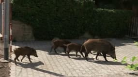 Une famille de sangliers dans les rues de Rome, le 23 septembre 2021.