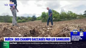 Hautes-Alpes: les agriculteurs tirent la sonnette d'alarme face aux dégâts causés par les sangliers sur les cultures