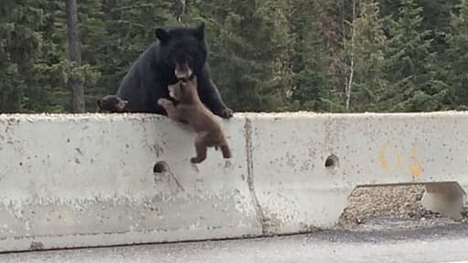 L'ourse récupérant son petit, au bord de l'autoroute.