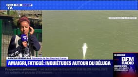 Sauvetage du béluga piégé dans la Seine: les secours envisagent "une extraction de l'eau", selon Sea Sheperd France