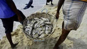 Des pêcheurs sri-lankais transportent leur pêche sur une plage de Trincomalee, le 5 mai 2018. (Photo d'illustration)