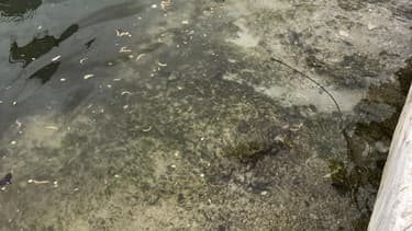 La Seine a été polluée à Nanterre par des rejets de béton.