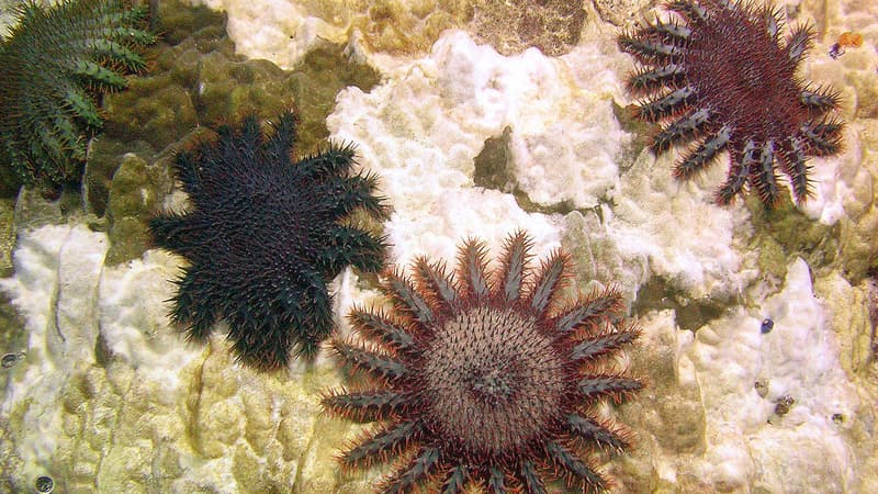 Plusieurs étoiles dévoreuses de corail (acanthaster planci) en Polynésie française. 
