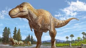 Représentation artistique de la nouvelle espèce de tyrannosaure découverte, le Tyrannosaurus mcraeensis, présentée dans une étude publiée le 11 janvier 2024.