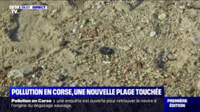 Une troisième plage touchée par la pollution aux hydrocarbures en Corse