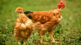 Des poulets à Bergouey-Viellenave, dans le sud-ouest de la France, le 29 avril 2024 (photo d'illustration)