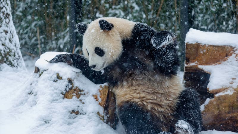 Panda Farewell: Last Chance to See the Beloved Trio Before China Departure