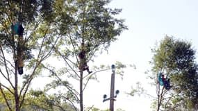 En septembre 2014, des opposants au projet de barrage se sont nichés dans les arbres pour empêcher sa construction.