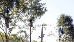 En septembre 2014, des opposants au projet de barrage se sont nichés dans les arbres pour empêcher sa construction.