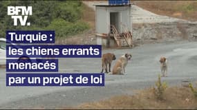 4 millions de chiens errants sont menacés d’enfermement ou d’euthanasie par un projet de loi en Turquie  