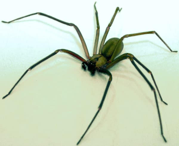L'araignée violoniste est appelée de la sorte à cause de la tache sur son dos qui ressemble à l'instrument de musique