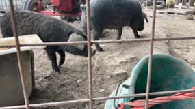 Une ferme est à l’abandon dans le village de Gries depuis que leur exploitant est en prison depuis trois mois.
