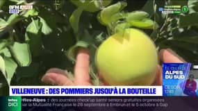 Alpes-de-Haute-Provence: 8000 litres de jus de pomme produits à Villeneuve