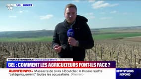 Quand les agriculteurs connaîtront l'impact du gel sur leurs récoltes ? BFMTV répond à vos questions