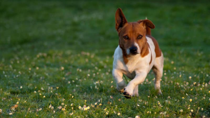 Un Jack Russel (photo d'illustration)