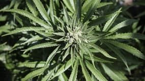 Les douanes ont découvert samedi une tonne de résine de cannabis dissimulée dans un semi-remorque