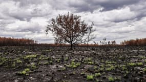 La forêt près d'Hostens, qui a brûlé lors des incendies de Landiras dans le sud-ouest de la France, le 7 septembre 2022.