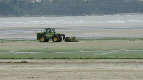 La veille de la fermeture de la plage, jeudi 7 juillet, on a retrouvé deux marcassins morts sur cette plage.