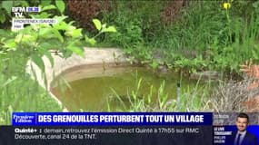 À Frontenex en Savoie, "on ne peut pas dormir" à cause des grenouilles