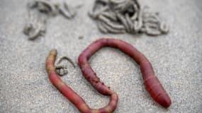 Un spécimen d'arenicola marina sur une plage à Saint-Jean-du-Doigt (Finistère) en mai 2022 (photo d'illustration)