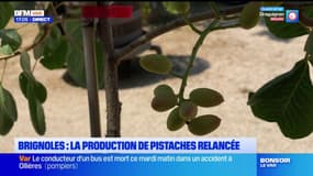 Var: la production de pistaches relancée à Brignoles en 2021