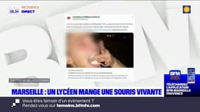 Marseille: un lycéen mange une souris vivante lors d'une soirée d'intégration, une plainte déposée