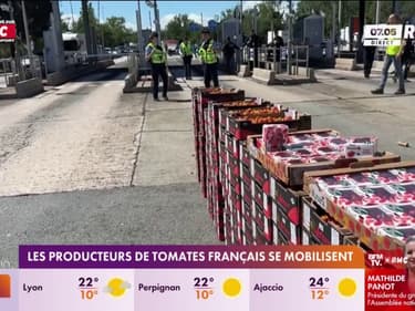 Les producteurs de tomates français se mobilisent