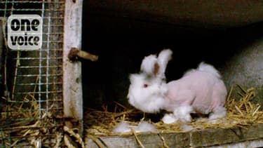 Les lapins angoras vivent le même calvaire, trois fois par an, selon l'association "One Voice". 
