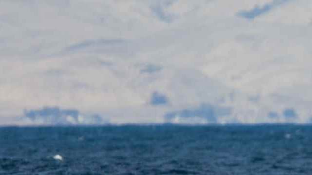 La queue d'une baleine bleue. (illustration)